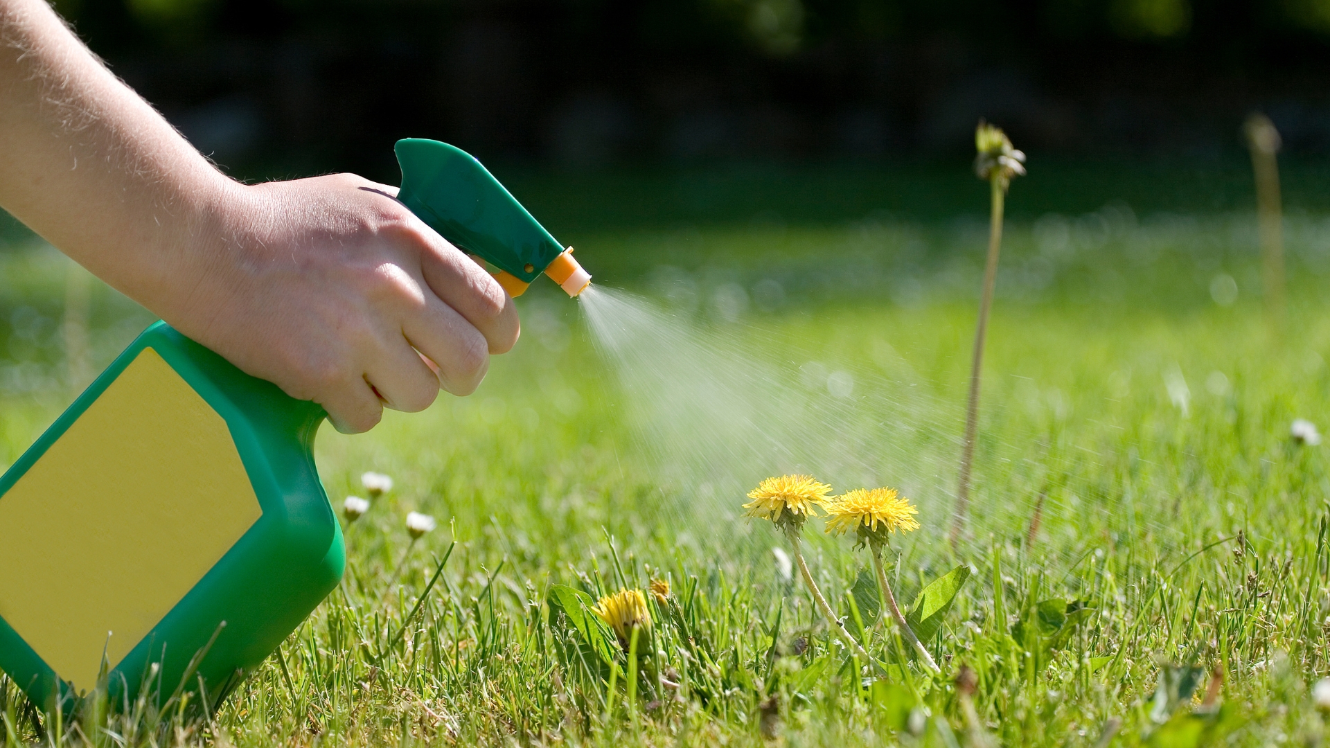 How To Destroy Weeds With Vinegar And Epsom Salt