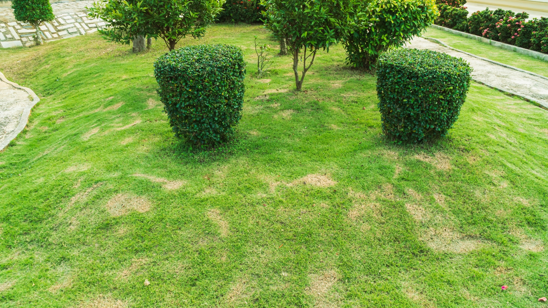 Dead grass of the nature background.