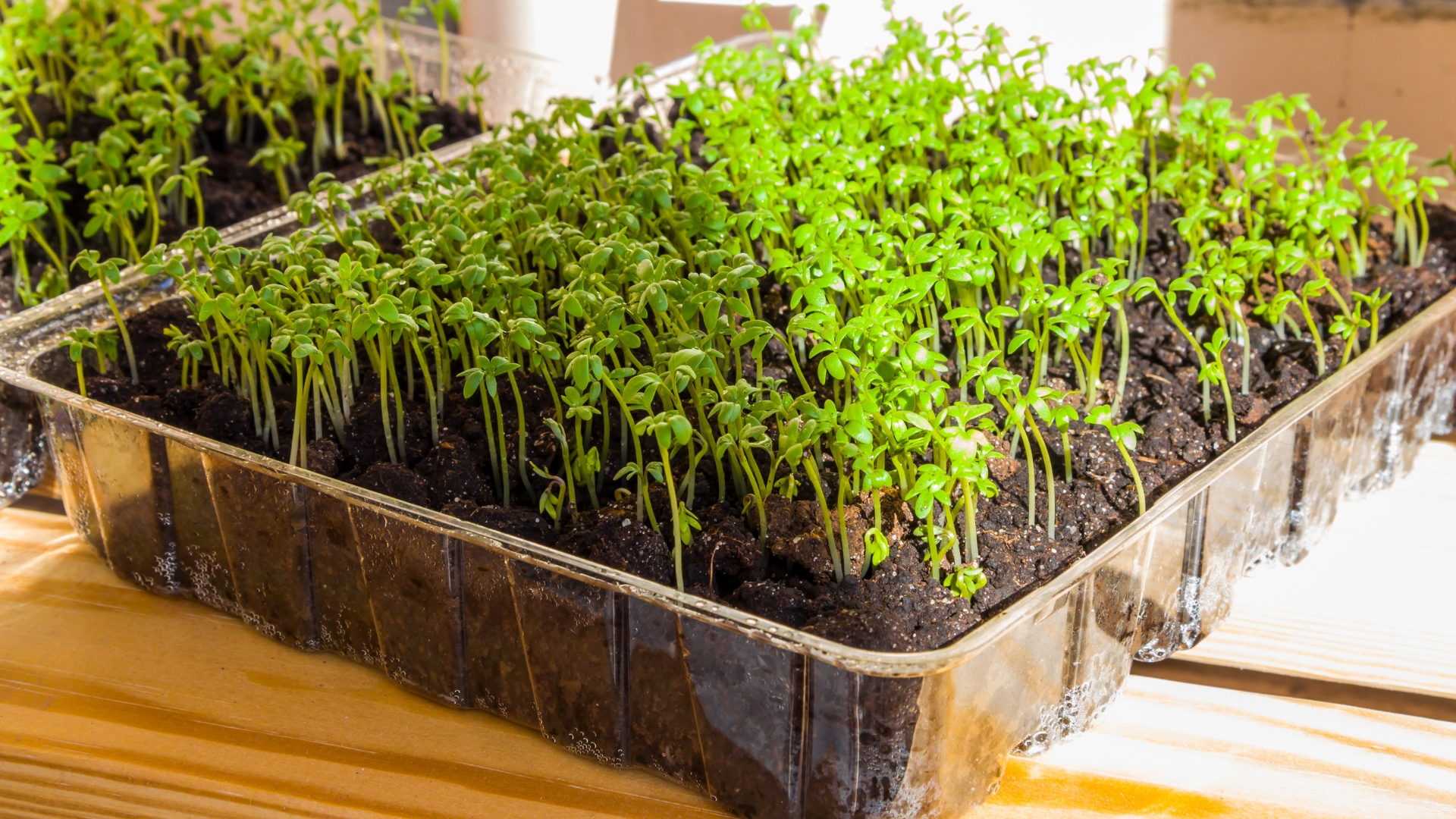 How To Grow Your Own Salad Greens Indoors Before Moving Them Outside