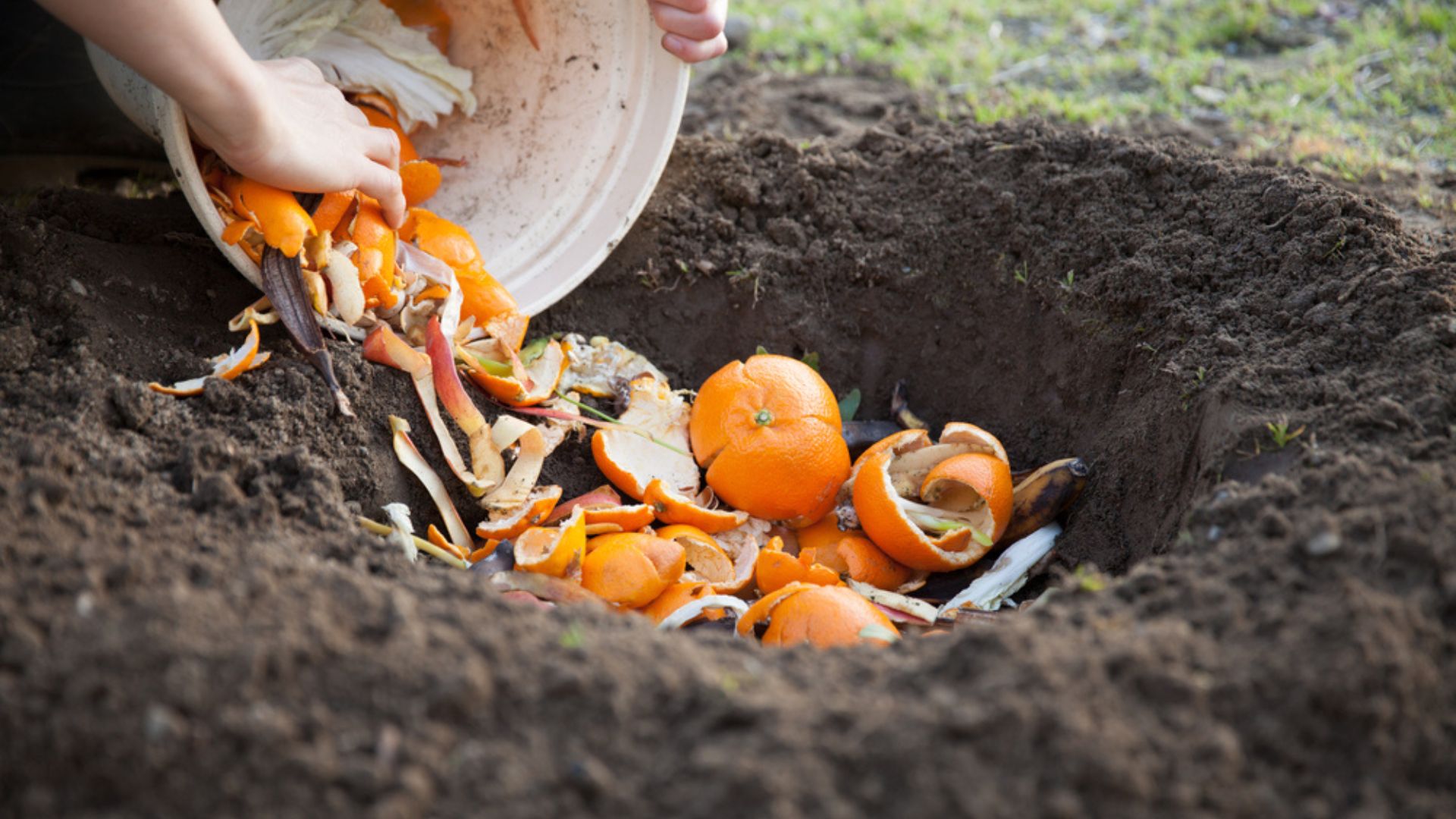 orange peel compost in garden