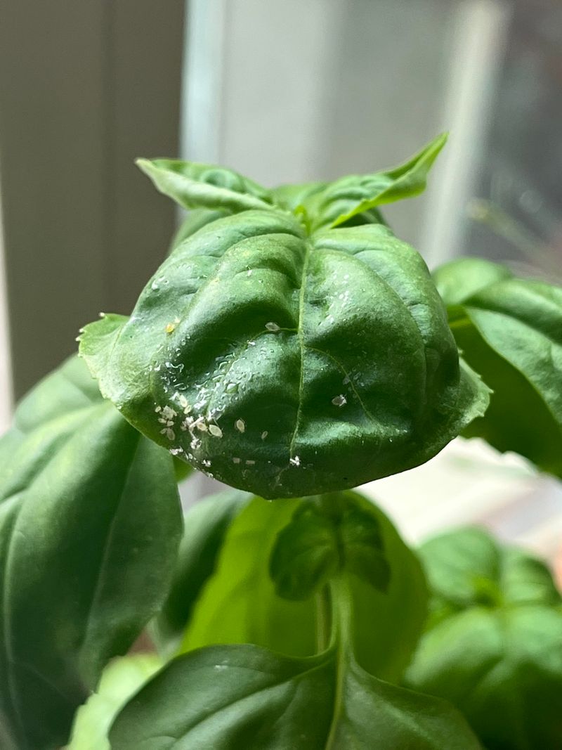 How do I deal with pests on herbs?