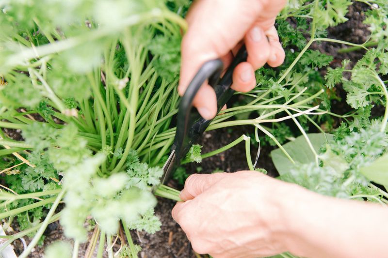 How do I harvest herbs properly?