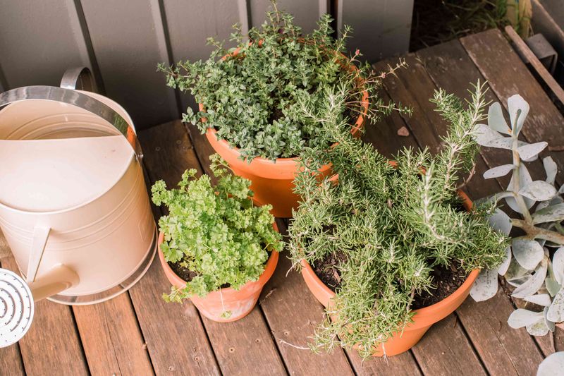 How do I prune herbs for better growth?