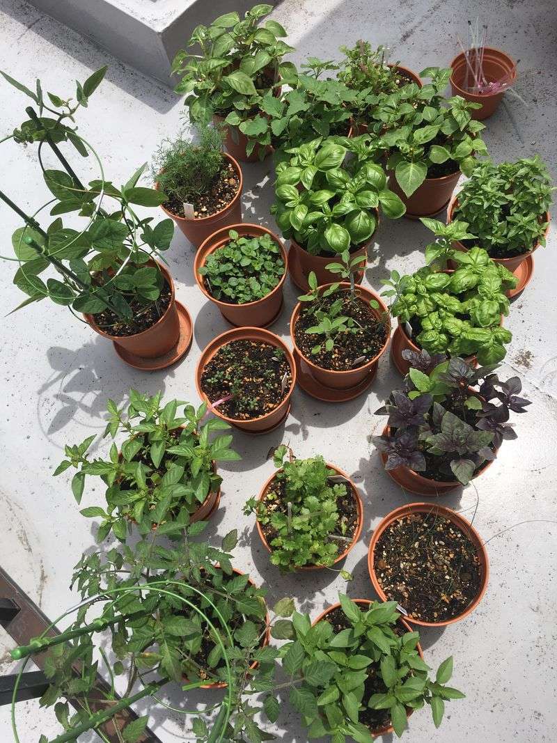 How much sunlight do herbs need?