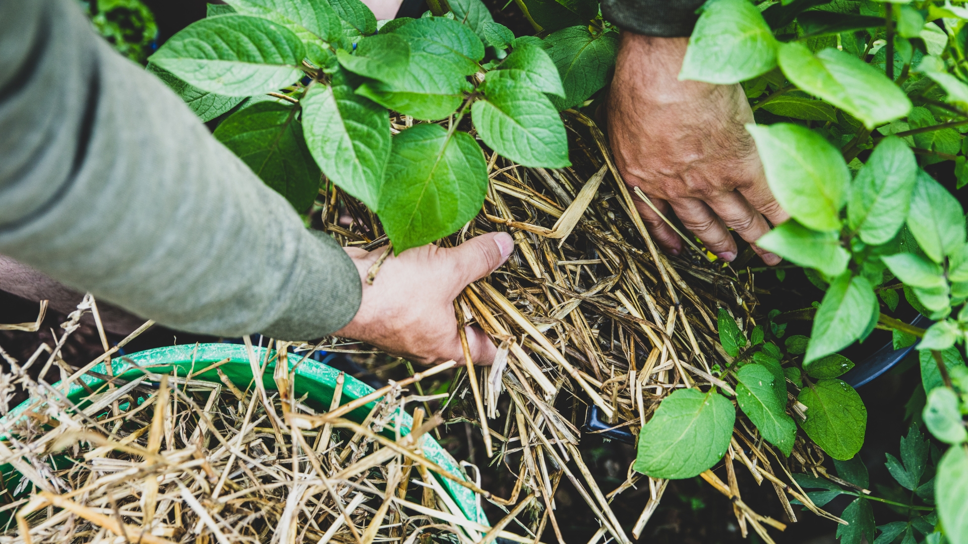 How to Improve Garden Soil Without a Compost Pile