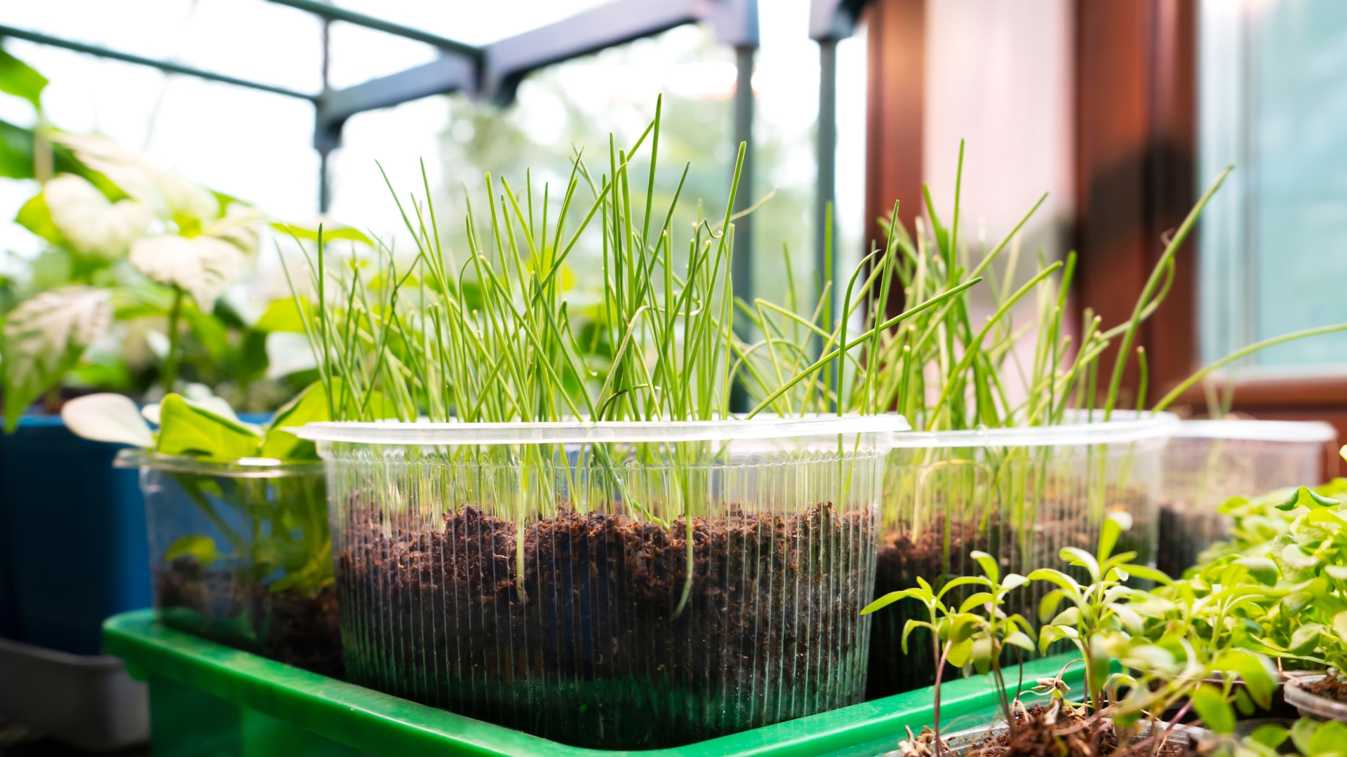 How to Start Onions and Leeks Indoors for Bigger Bulbs