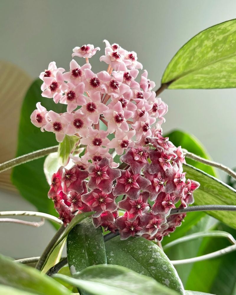 Hoya Carnosa