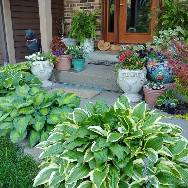 Humble Hostas