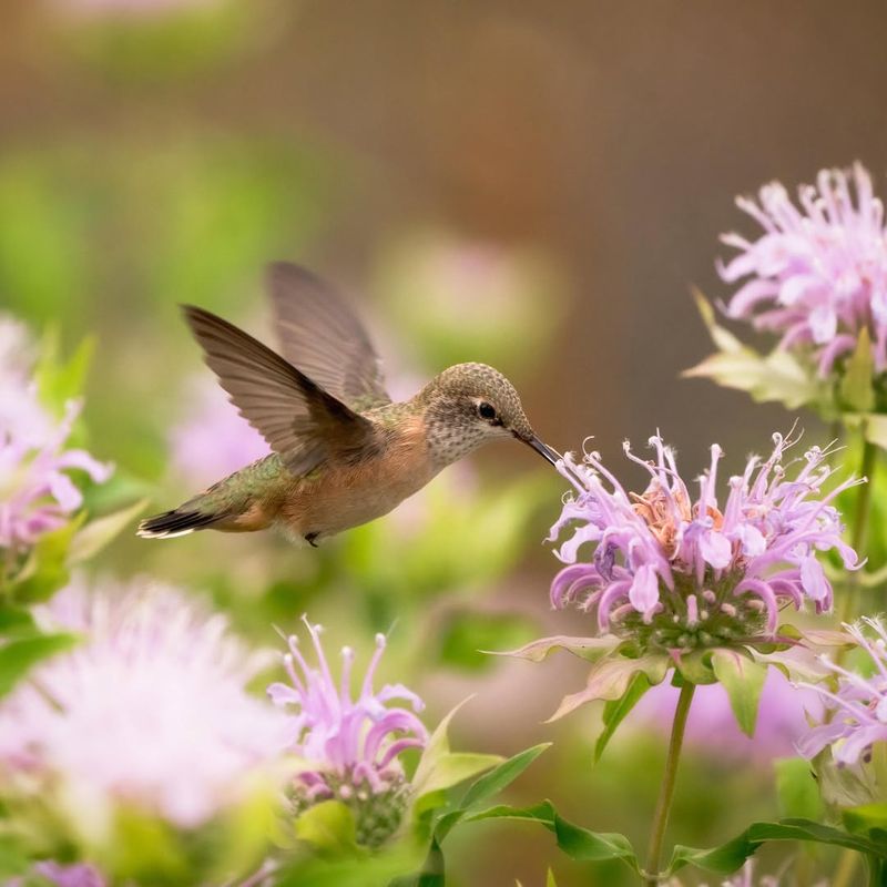 Hummingbird Attractor