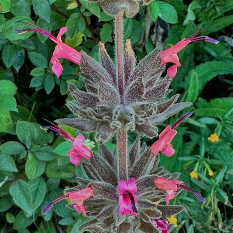 Hummingbird Sage