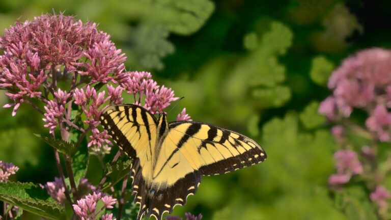 butterfly on a joe pye weed flower