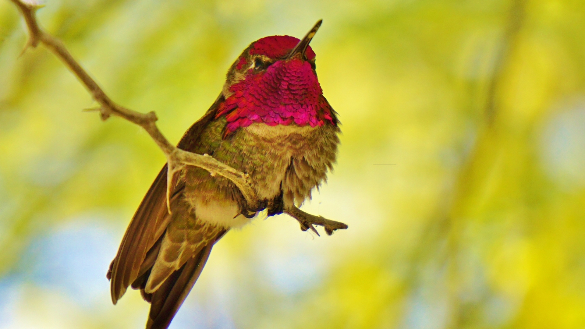 Hummingbirds Can’t Get Enough Of This Fragrant Night-Blooming Plant