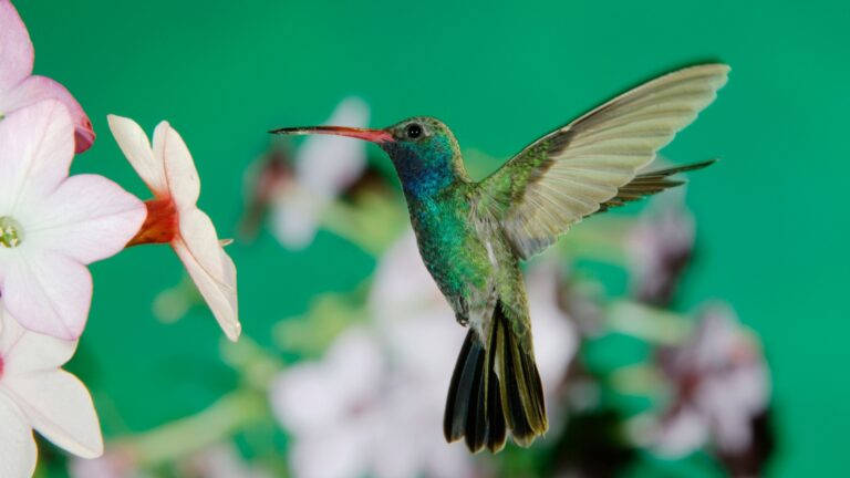hummingbird feeding on a nicotiana flower