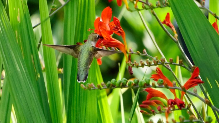 hummingbird feeding on a crocosmia flower