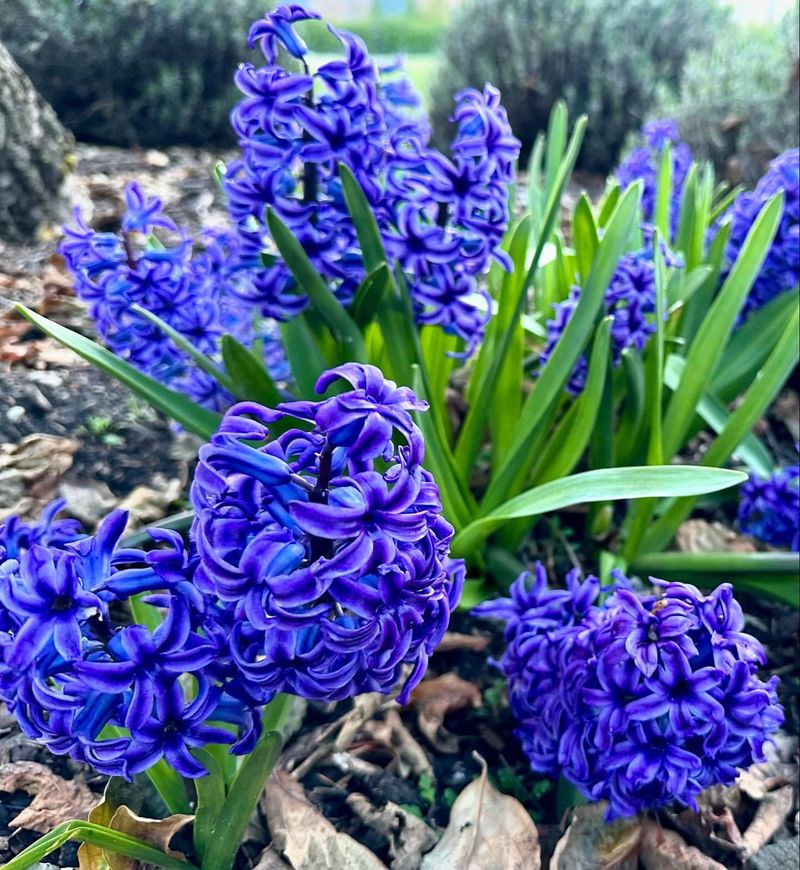 Hyacinth