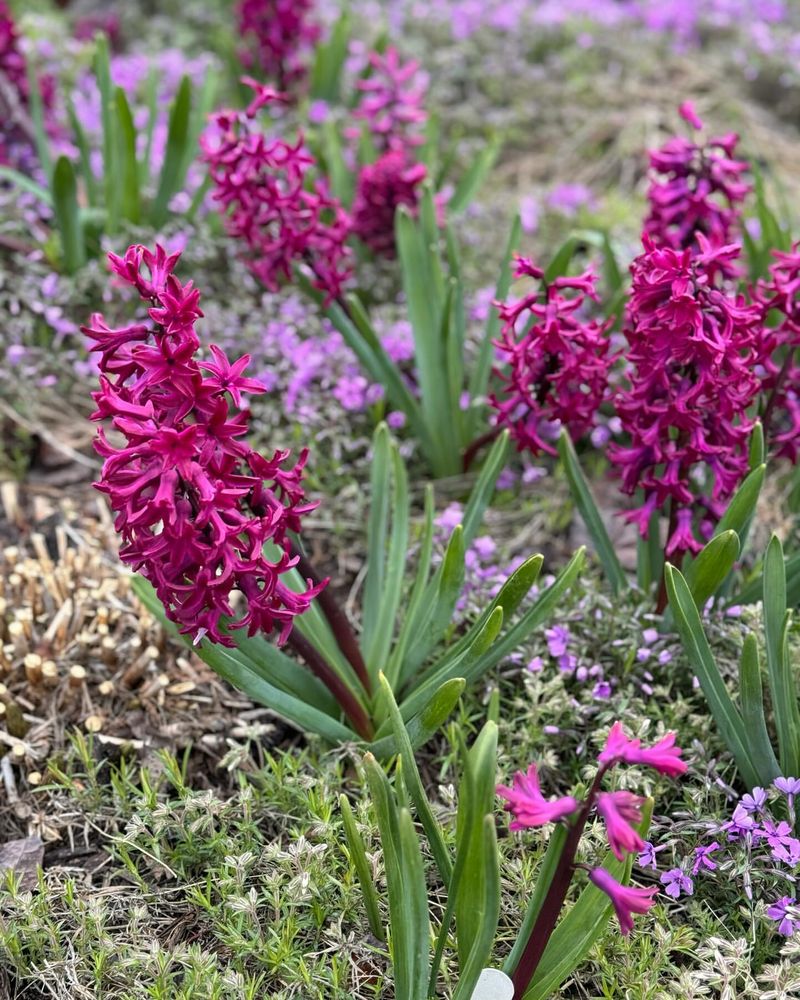 Hyacinth