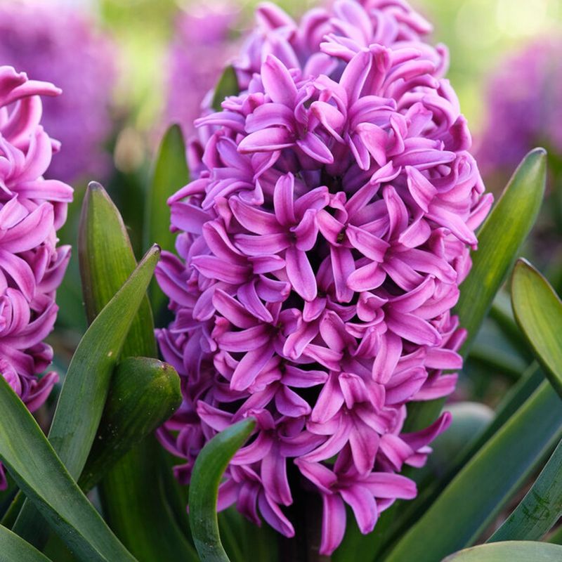 Hyacinth