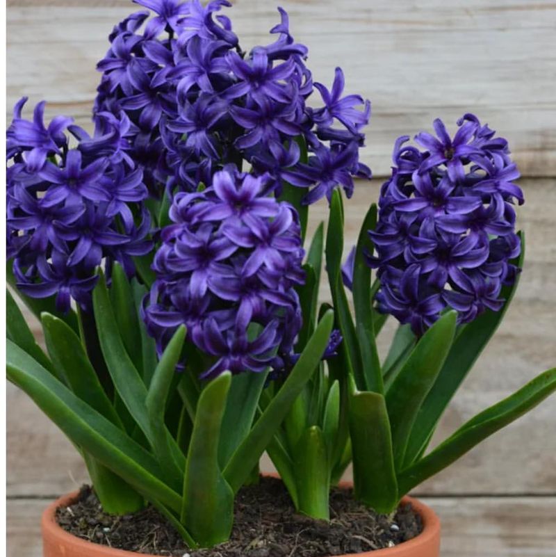 Hyacinth