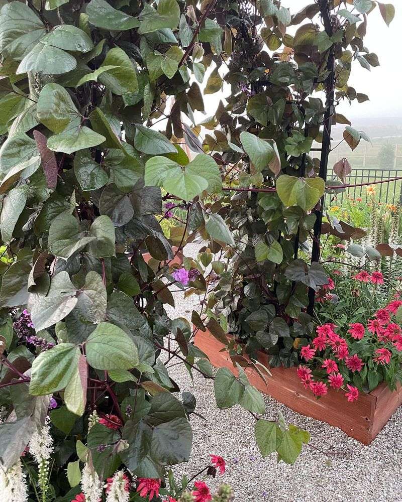 Hyacinth Beans