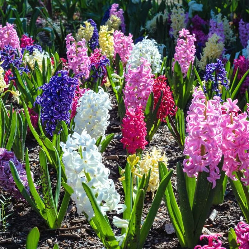 Hyacinths