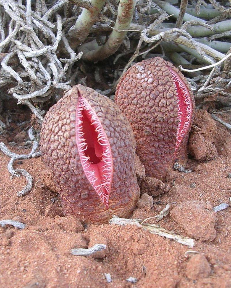 Hydnora Africana