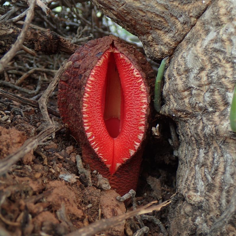 Hydnora Africana