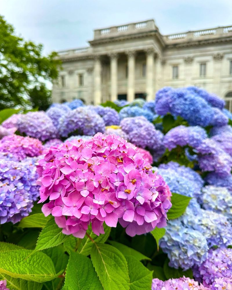 Hydrangea