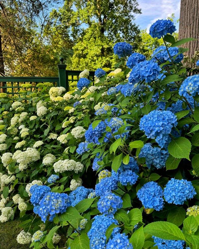 Hydrangea