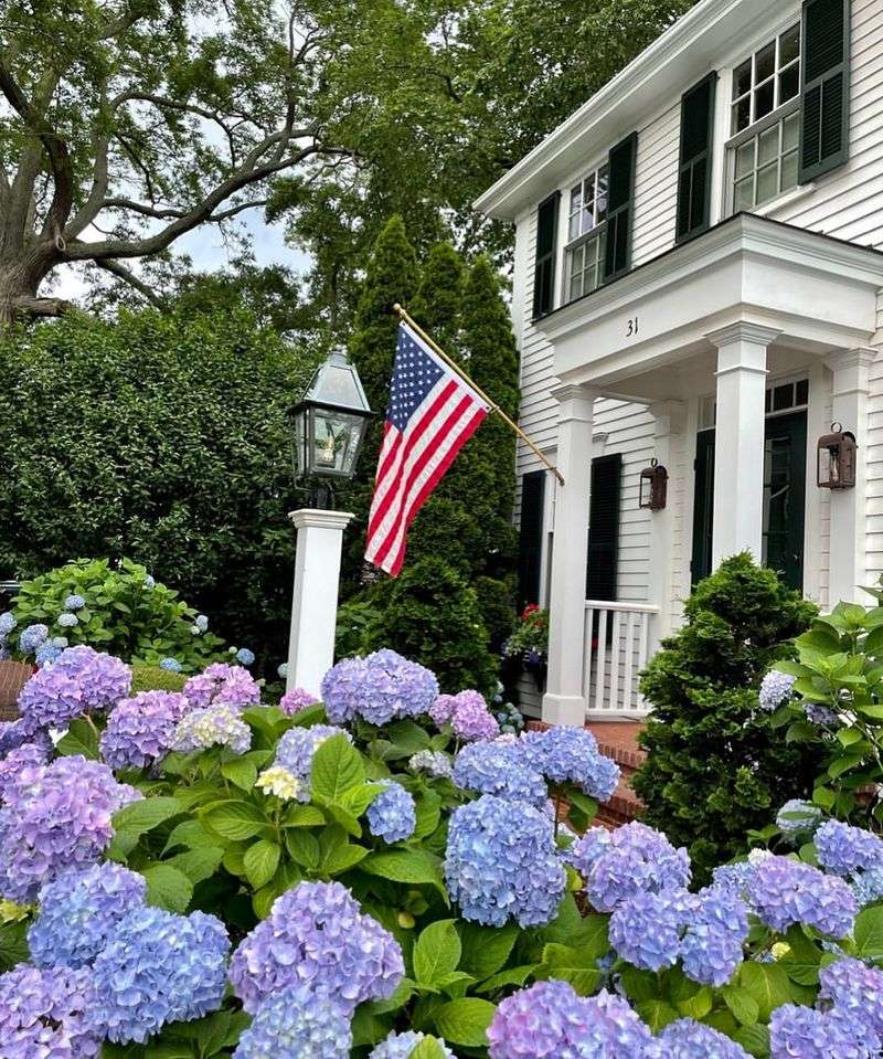 Hydrangea