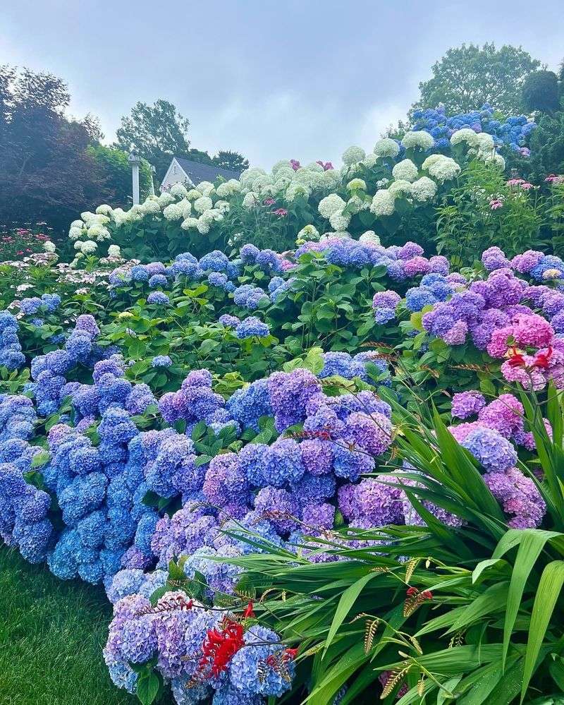 Hydrangea