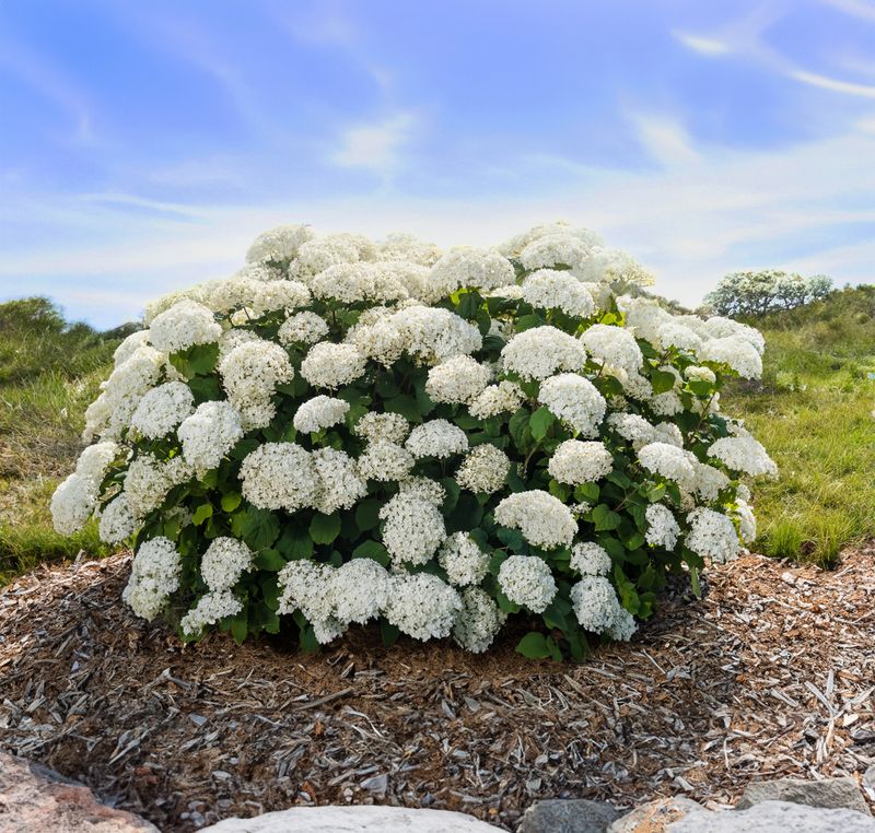 Hydrangea