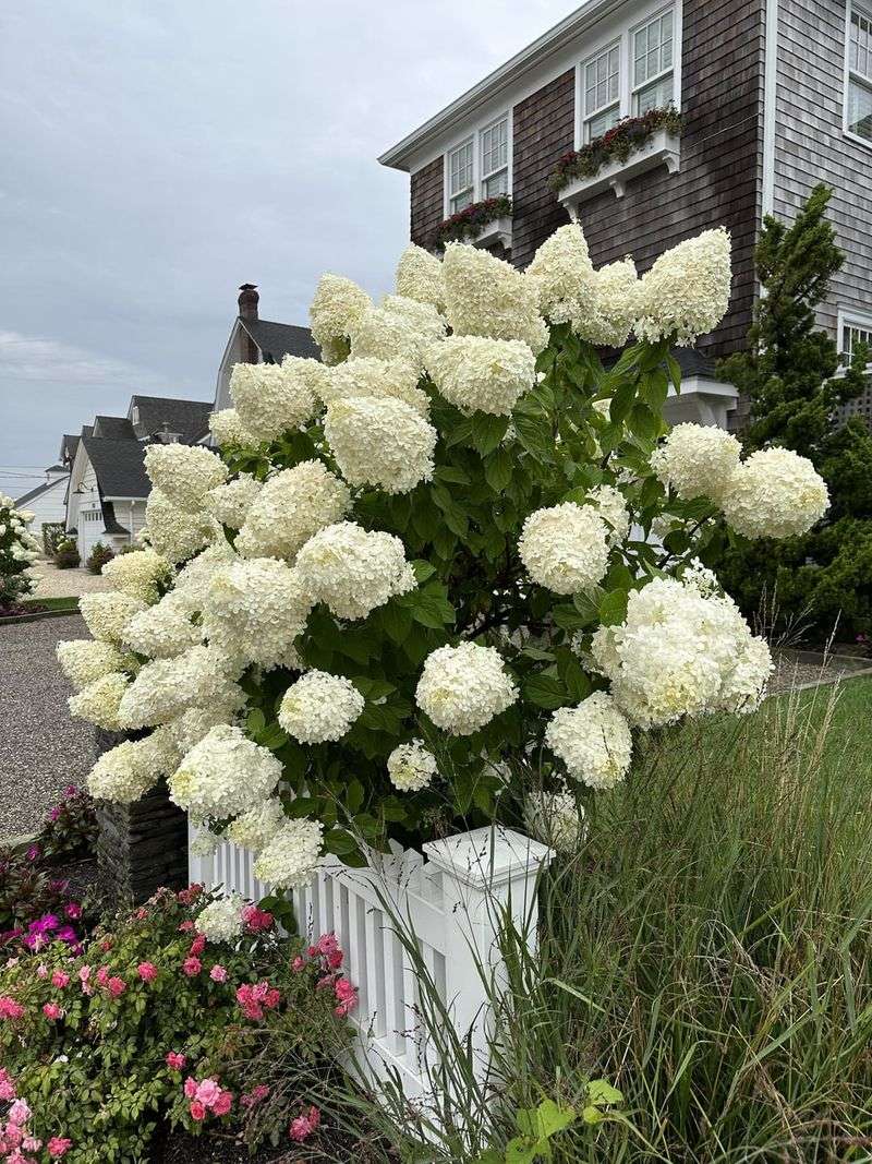 Hydrangea