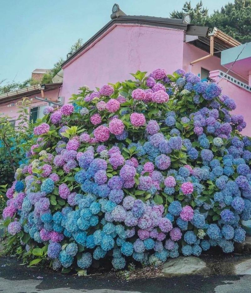 Hydrangea