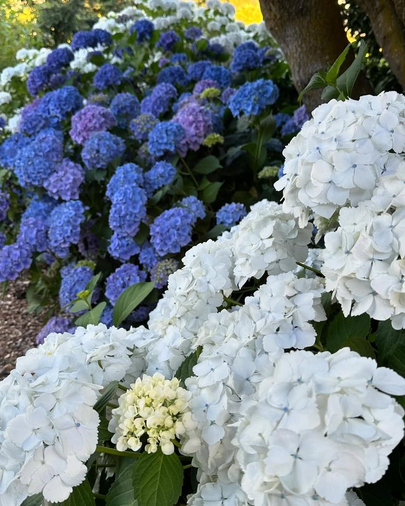 Hydrangea