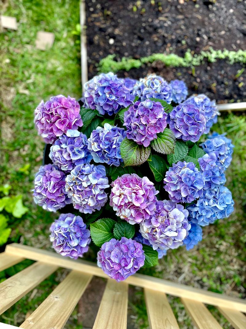 Hydrangea