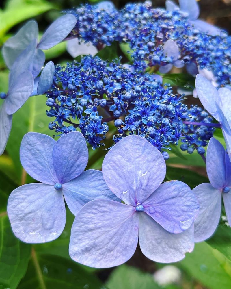 Hydrangea