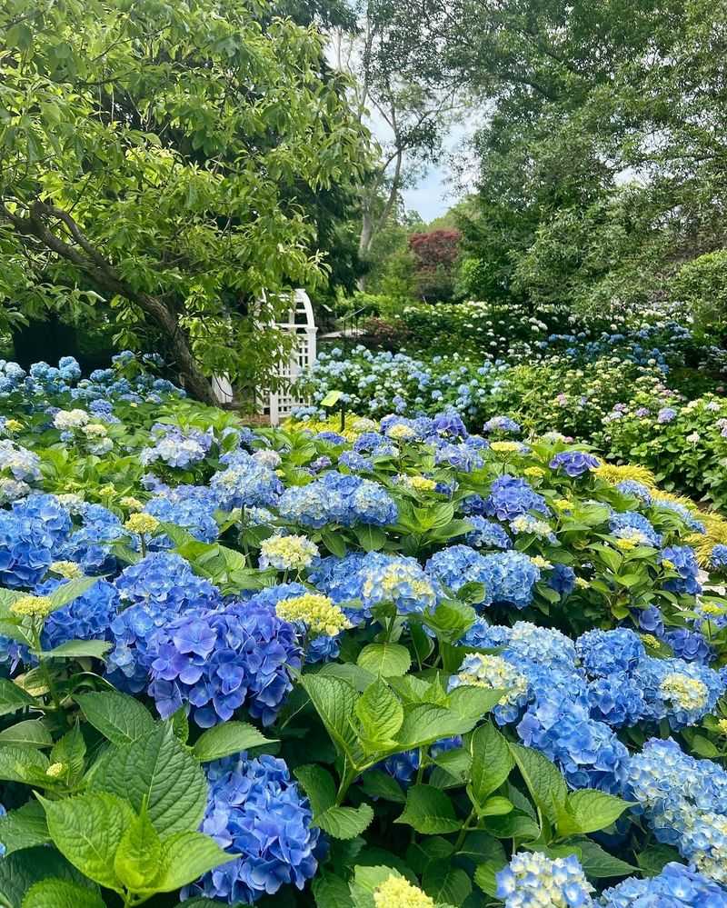 Hydrangea