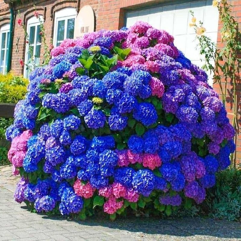 Hydrangea