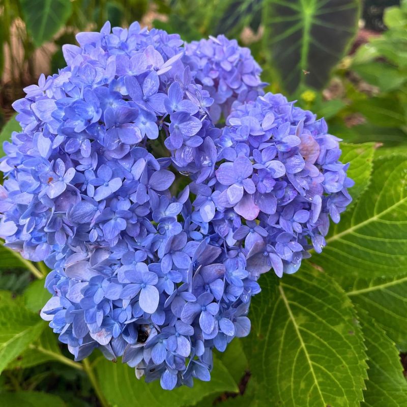 Hydrangea Color Enhancement