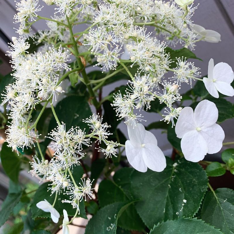 Hydrangea Petiolaris