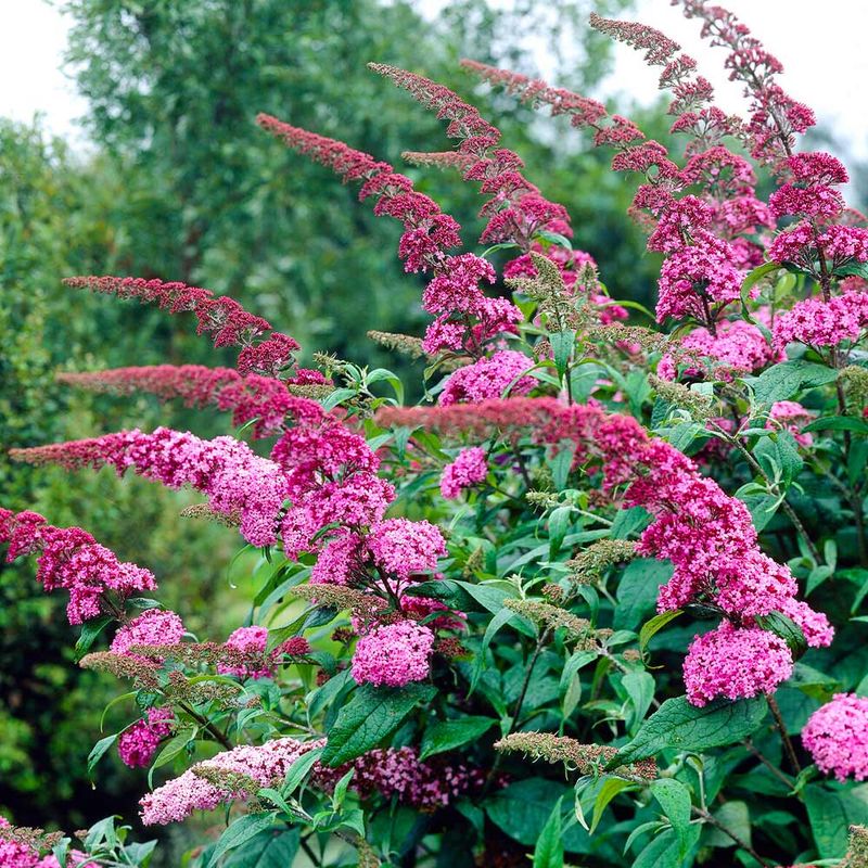 Butterfly Bush