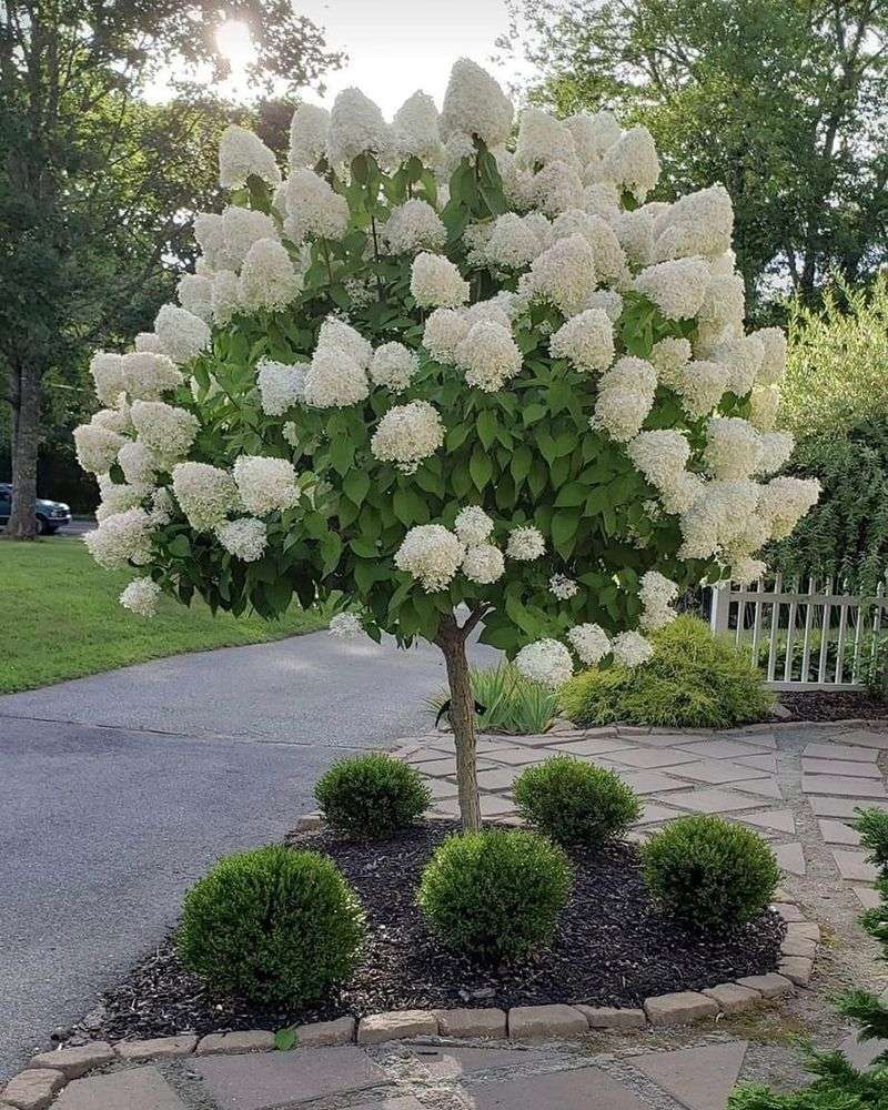 Hydrangea paniculata 'Limelight'