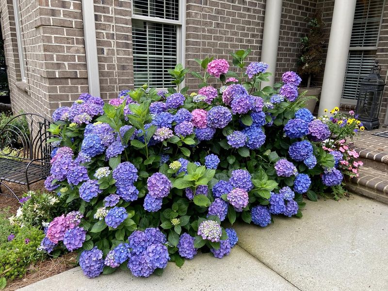 Hydrangeas