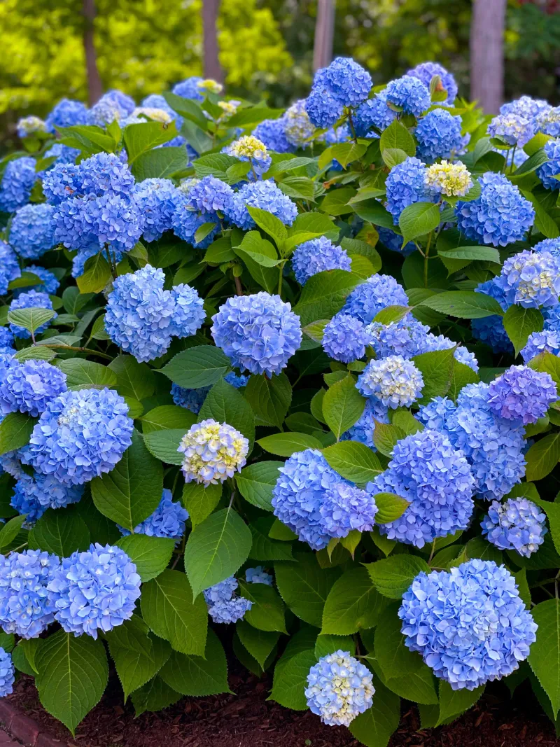 Hydrangeas