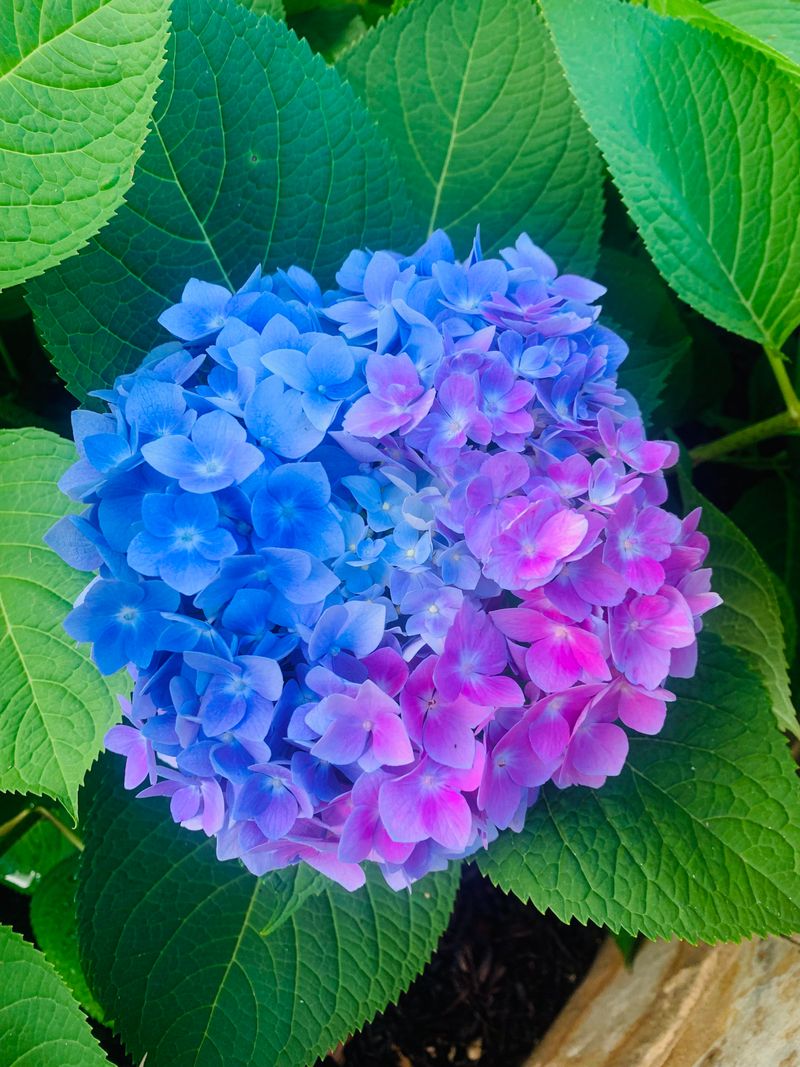 Hydrangeas