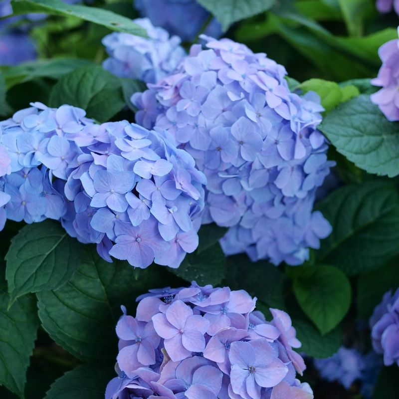 Hydrangeas