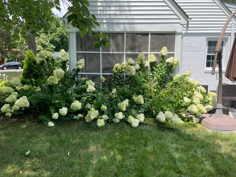 Hydrangeas