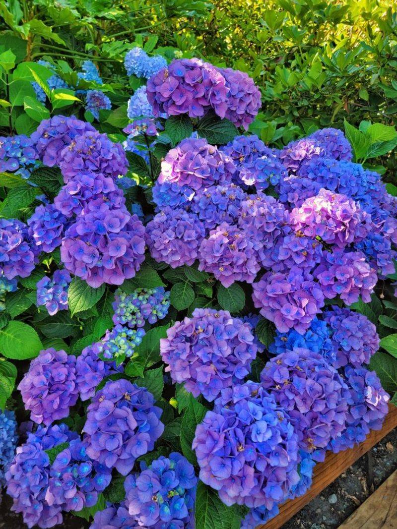 Hydrangeas