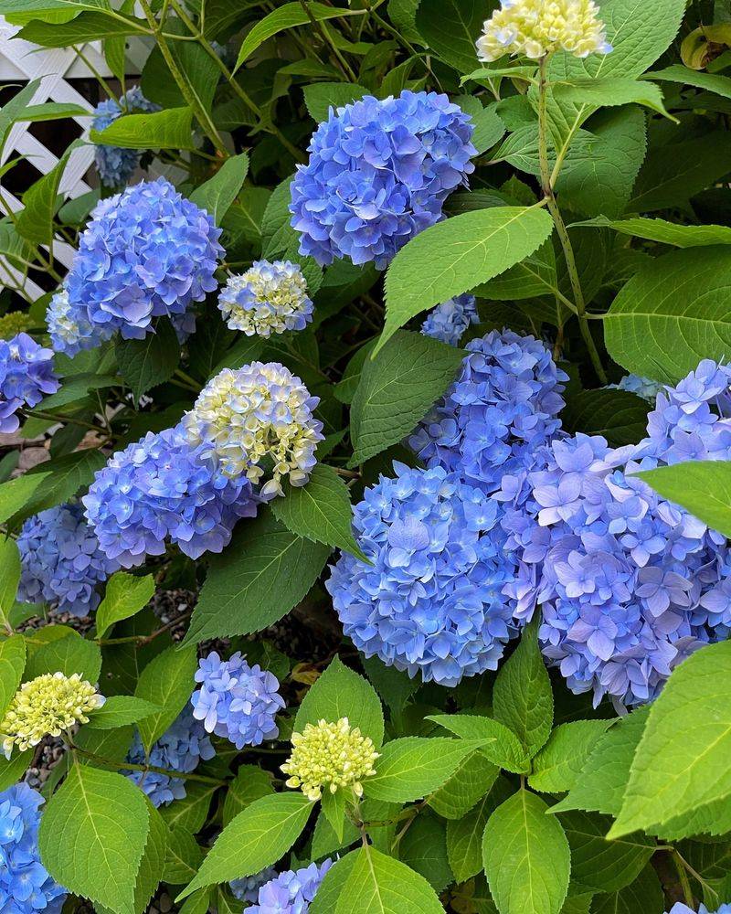 Hydrangeas