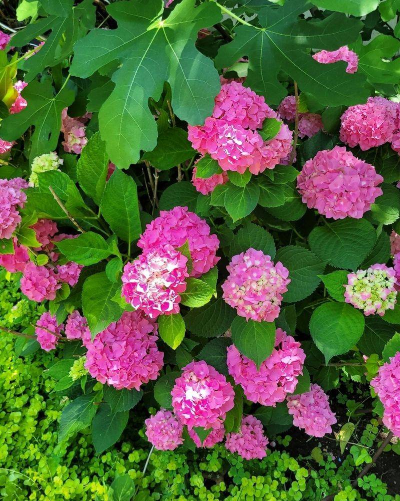 Hydrangeas